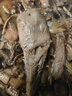 王氏正德 農(nóng)家散養(yǎng)大白鵝整只 新鮮冷凍鵝肉嫩鵝土鵝 大鵝生鮮 大鵝凈重7-8斤 曬單實拍圖