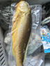 GUO LIAN國聯(lián)三去黃花魚(yú)2條共凈重2斤國產(chǎn)寧德東海大黃魚(yú)中秋聚餐海鮮食材 曬單實(shí)拍圖