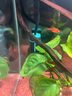 創(chuàng)寧魚缸石英變頻加熱棒 CN-605-50W 低水位烏龜小型迷你自動(dòng)恒溫器 曬單實(shí)拍圖