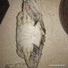 舟山梭子蟹鮮活特大野生大螃蟹新鮮冷凍海鮮水產(chǎn)海蟹飛蟹白蟹順豐 9兩以上/只【5斤凈重 超大肥美】 曬單實(shí)拍圖