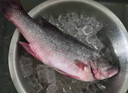 鮮活沖浪大鱸魚(yú)600-750g/條 曬單實(shí)拍圖