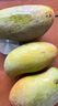 集南鮮 凱特芒果 四川攀枝花芒果當(dāng)季大青皮黃皮大芒果新鮮水果整箱 含箱10斤  單果500g起  凈重9斤 曬單實(shí)拍圖