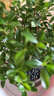開(kāi)時(shí)果 小葉赤楠盆景擺件 辦公室桌面綠植花卉好養(yǎng)盆栽植物源頭直發(fā)包郵 【熱銷(xiāo)款】舍得紫砂盆+黑石+底座 曬單實(shí)拍圖