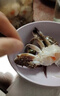 醉蟹塊正宗蟹股鮮活梭子蟹舟山即食生腌海鮮下酒菜花雕醉蟹塊 600克*2瓶蟹塊 曬單實(shí)拍圖