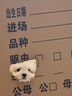 寵邁鑫純種比熊幼犬小型小體活物卷毛血統(tǒng)比熊犬茶杯寵物狗狗長不大可愛 血統(tǒng)級(jí) 飛耳比熊 公 曬單實(shí)拍圖