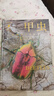中國國家地理普林斯頓大學(xué)生物圖鑒 昆蟲(chóng)微生物動(dòng)植物海洋生物自然百科科普讀物書(shū)籍 甲蟲(chóng) 鞘翅目征服地球 曬單實(shí)拍圖