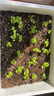 鳳鳴雅世食用綠羅勒種子香草籽九層塔四季驅(qū)蚊蟲種孑 綠羅勒種子5克 曬單實(shí)拍圖