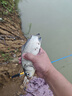漢鼎一號5代魚(yú)竿超輕手竿5.4米臺釣竿鯽魚(yú)竿碳纖維手桿 5.4m小綜合 曬單實(shí)拍圖