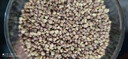 貢苑 四川大涼山苦蕎茶500g 特優(yōu)級實(shí)惠裝黃金苦蕎大麥養生麥香谷物茶 曬單實(shí)拍圖