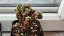 多肉植物帶盆綠植花卉盆栽貴貨老樁群生玉樹(shù)玉露仙人掌肉肉 球松5-6cm【帶盆栽好】 曬單實(shí)拍圖