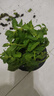 檸檬薄荷盆栽新鮮可食用薄荷葉苗驅(qū)蚊草水培好養(yǎng)花卉室內(nèi)綠植物 原土薄荷一盆 不含盆 曬單實(shí)拍圖