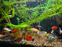 瘋狂水草金魚(yú)活體觀(guān)賞魚(yú)小型淡水冷水錦鯉好養耐活魚(yú)缸寵物草金魚(yú)孔雀魚(yú) 【3-4CM】孔雀魚(yú)3對送1對共8條A 曬單實(shí)拍圖