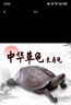 【全網(wǎng)比價(jià)】中華草龜包活精品草龜長(zhǎng)壽龜觀賞龜墨龜寵物小烏龜 草龜二只【情侶】 6-8cm 曬單實(shí)拍圖