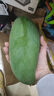 三亞芒果  海南芒果新鮮水果生鮮整箱當(dāng)季大青皮芒 熱帶孕婦芒果 5斤裝(凈果4.5斤)單果201克+ 曬單實拍圖