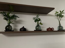 八芽發(fā)財樹小盆栽花卉水培植物客廳桌面綠植室內(nèi)四季招財樹辦公室好養(yǎng) 雙桿發(fā)財樹-小藍瓶-含紫砂托 含盆 曬單實拍圖