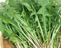 蒲公英新鮮野菜帶根婆婆丁現挖現發(fā) 新鮮蒲公英 2斤 曬單實(shí)拍圖