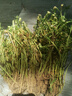 重瓣太陽花苗宿根混色植物綠植花卉盆栽四季開花帶根帶花苞發(fā)貨 重瓣混色18-24色 100枝 帶根 曬單實(shí)拍圖