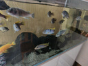 百因美（BIOZYM）觀(guān)賞魚(yú)飼料水族三湖慈鯛顆粒魚(yú)食馬鯛滋鯛素食肉食緩沉魚(yú)糧 三湖慈鯛肉食飼料400g 曬單實(shí)拍圖