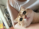 迪卡儂泳衣女連體裙式美背小黑裙遮肚顯瘦大碼泳裝泡溫泉2895088 曬單實(shí)拍圖