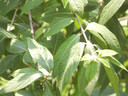 尼康（Nikon） COOLPIX P950遠(yuǎn)攝長焦 大變焦望遠(yuǎn) p900升級款 輕便型數(shù)碼相機(jī) 黑色 套餐二【128G卡+UV+備用電池+曬單送三腳架】 曬單實(shí)拍圖