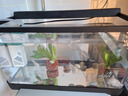 勝畫魚缸水草植物直接入缸真水草凈化竹節(jié)草蜈蚣草懶人養(yǎng)魚水草造景 迷你小九冠【免底砂/免種植】 曬單實拍圖