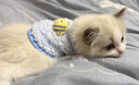阿莫爾狗狗衣服超小碼秋冬裝泰迪比熊博美幼犬寵物貓咪毛絨背心馬甲保暖 藍(lán)蜜蜂 XS（建議0.5斤-1.5斤） 曬單實(shí)拍圖
