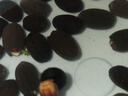 鑫意碗蓮種子室內(nèi)盆栽荷花種子睡蓮四季開花水培碗蓮花卉種子植物種子 混色開口水培碗蓮35粒+營(yíng)養(yǎng)液 含塑料盆+1支營(yíng)養(yǎng)液+1包水晶珠 曬單實(shí)拍圖