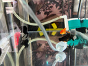 觀賞魚金魚冷水魚好養(yǎng)活體淡水魚小金魚鴻運(yùn)當(dāng)頭丹頂紅獅子頭活魚 4-5CM黑龍魚苗4條+送魚食 曬單實(shí)拍圖