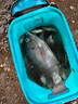 龍王恨野戰藍鯽老版釣魚(yú)餌料老三樣餌料正品野釣魚(yú)餌料通殺窩料餌 野戰藍鯽300g【一包】 曬單實(shí)拍圖