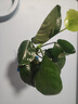 佩瑪思特大葉榕水榕大全水草植物真草造景陰性淡水魚(yú)缸綠植 迷你榕 曬單實(shí)拍圖