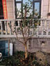 慕爾森 石榴樹(shù)樹(shù)苗庭院叢生大樹(shù)果樹(shù)苗盆栽地栽老樁耐寒植物當年結果 石榴樹(shù) 送貨上門(mén)推薦【4公分粗】1.5米左右高當年結果 曬單實(shí)拍圖