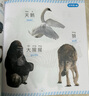 認物大全 兒童早教啟蒙書(shū) 兒童繪本 嬰幼兒?jiǎn)⒚烧J知早教書(shū) 0到3歲2歲寶寶益智書(shū)籍 一歲半寶寶看的書(shū) 圖書(shū)書(shū)本識字卡片兩三歲看圖識物 認物大全 600例 曬單實(shí)拍圖