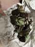 萌肉居多肉植物桌面盆栽綠植DIY花卉多肉裸根隨機多肉10棵源頭直發(fā) 曬單實(shí)拍圖