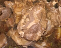 紫光園醬香紅燜羊蝎子1.2kg 曬單實拍圖