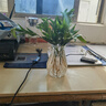 驅(qū)蚊竹柏水培植物大棵室內(nèi)水養(yǎng)綠植花卉盆栽辦公室桌面驅(qū)蚊草好養(yǎng) 精選竹柏10棵+透明鉆石瓶+肥+石 曬單實(shí)拍圖