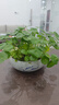 銅錢草盆栽水培室內綠植水養(yǎng)金錢草辦公桌面寓意盆景好養(yǎng)植物送禮 年年有余青瓷(8寸)銅錢草+營養(yǎng)液 曬單實拍圖