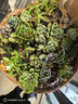 多肉植物組合3-5厘米卷好盆栽耐干旱好養(yǎng)新手基地玉露綠植盆栽 【量大優(yōu)惠】48棵不重復有玉露 曬單實拍圖