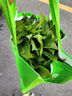 雙盟綠蘿盆栽除甲醛花卉綠植辦公室新房?jì)艋諝?120款10盆源頭直發(fā) 曬單實(shí)拍圖