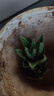 花翁盆栽室內(nèi)花卉綠植仙人掌植物 大號(hào)蘆薈（原土盆2盆）源頭直發(fā) 曬單實(shí)拍圖