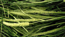 喜帥 精品烘干提摩西草500g 提草荷蘭豬龍貓兔子磨牙牧草飼料兔草主糧 曬單實(shí)拍圖