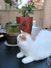 紫葉 戶外遮陽傘太陽傘庭院擺攤花園陽臺崗?fù)し叫问彝饬_馬傘露臺戶外 卡其色 圣保羅款3米方形【配370斤水箱】 曬單實拍圖