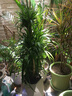 花兮繪龍血樹客廳綠植多頭龍須樹龍鐵樹客廳綠植室內(nèi)大型龍血樹植物盆栽 精品多頭龍血樹1.3-1.4米+膠盤-18年老樁 曬單實(shí)拍圖
