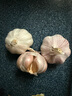 寶菜大蒜紫皮蒜頭25年山東金鄉(xiāng)地標(biāo)產(chǎn)品帶皮干蒜產(chǎn)地源頭直發(fā)包郵 精品大果-凈重1.8斤裝 單果5.5cm 曬單實(shí)拍圖