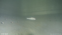 FIFISH鰭源科技 V-EVO水下無(wú)人機4K高清攝像潛水器 可視遙控潛艇智能拍攝機器人100米機械臂套裝升級版（外置可插拔SD卡） 曬單實(shí)拍圖
