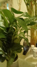 白掌一帆風(fēng)順盆栽植物室內(nèi)花卉綠植水養(yǎng)四季開花新手好養(yǎng)活 白掌1盆帶繁星盆 曬單實拍圖