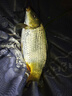 金龍 魚(yú)餌野釣窩料五谷雜糧底窩鯽魚(yú)鯉魚(yú)草魚(yú)青魚(yú)水庫重窩巨物打窩料 巨物霸·餌（2包） 曬單實(shí)拍圖