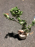 佰花錦六月雪盆景懸崖茶桌禪意室內窗臺小綠植物辦公室茶幾擺件桌面盆栽 精品六月雪基地原盆原土X1 10-20cm 曬單實(shí)拍圖