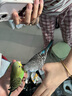 朗繽 鸚鵡活體鳥活物虎皮鸚鵡寵物活鳥玄鳳鸚鵡手養(yǎng)鳥會說話幼鳥幼崽 綠色虎皮+藍色虎皮（一公一母） 曬單實拍圖