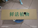 特價(jià)大葉金鉆綠公主盆栽植物除甲醛綠植辦公室四季常青室內(nèi)擺放2 【1盆】金鉆+灰繁星吸水盆 含盆高度15-20厘米 曬單實(shí)拍圖