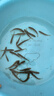 若萸兒童戶外捕魚(yú)瓶倒須抓魚(yú)瓶魚(yú)籠蝦籠親子捕捉魚(yú)抓魚(yú)捕魚(yú)神器工具 【5件套】透明捕魚(yú)瓶套裝 含捕魚(yú)瓶+2包魚(yú)食+12米線+地插 曬單實(shí)拍圖